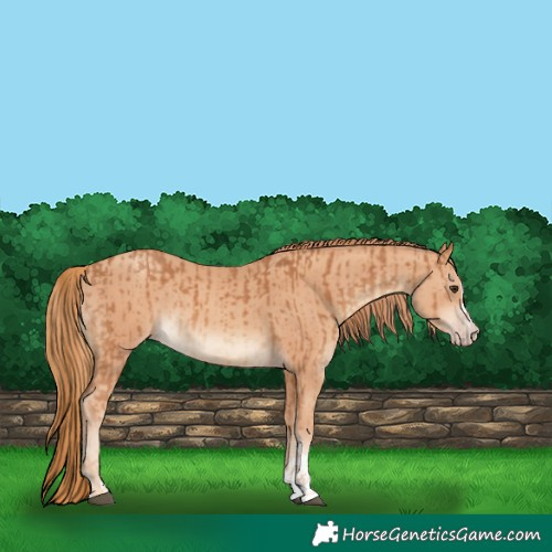 Horse Color:Chestnut and Gold Champagne