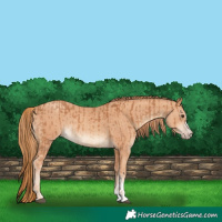 Horse Color:Chestnut  and Gold Champagne 