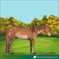 Horse Color:Bay  and Chestnut 