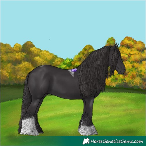 Horse Color:Smoky Black Tobiano