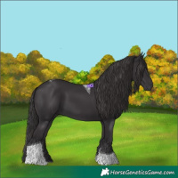 Horse Color:Smoky Black Tobiano 