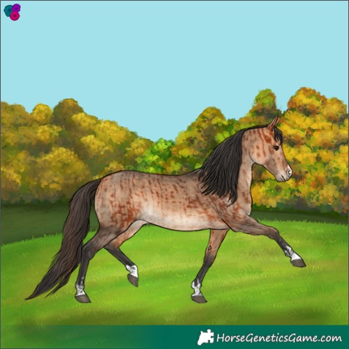 Horse Color:Bay  and Bay Dun 