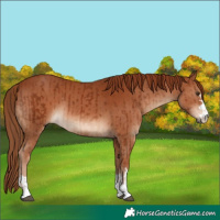 Horse Color:Chestnut  and Chestnut 