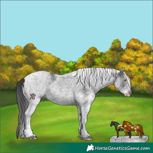 Horse Color:White Spotted Black 
