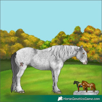 Horse Color:White Spotted Black