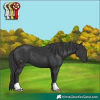 Horse Color:Black 