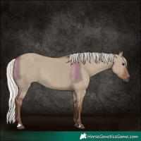 Horse Color:Silver Grullo 