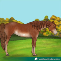Horse Color:Chestnut  and Chestnut Frame 