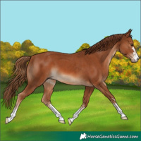 Horse Color:Chestnut  and Chestnut 