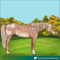 Horse Color:Red Roan  and Red Roan 