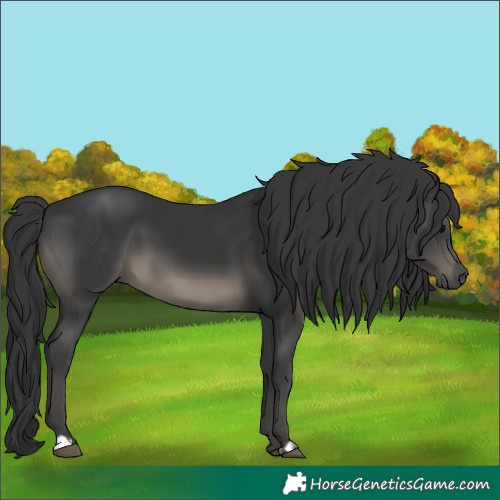 Horse Color:Black and Black