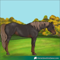 Horse Color:Liver Chestnut