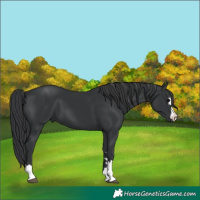 Horse Color:Black 
