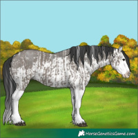 Horse Color:Grullo Sabino Splash and Grullo Sabino Splash