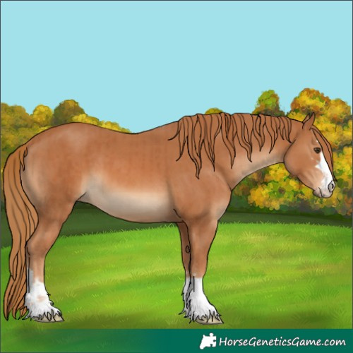 Horse Color:Chestnut  and Chestnut 