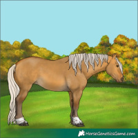 Horse Color:Silver Buckskin Dun Tobiano 