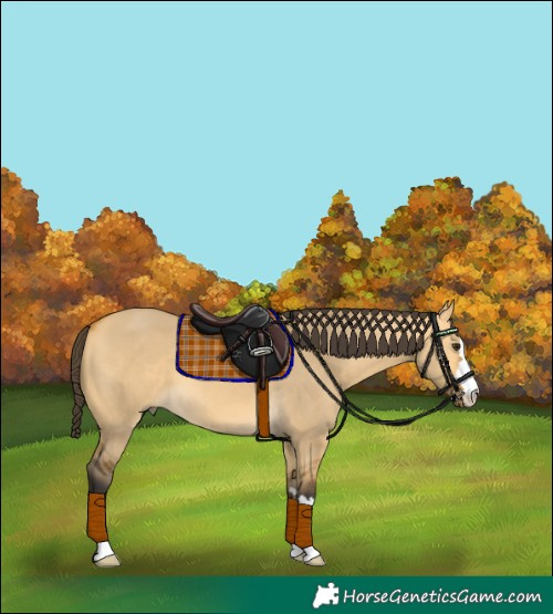 Horse Color:Buckskin Dun 