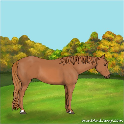 Horse Color:Chestnut 