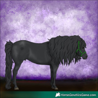 Horse Color:Black 