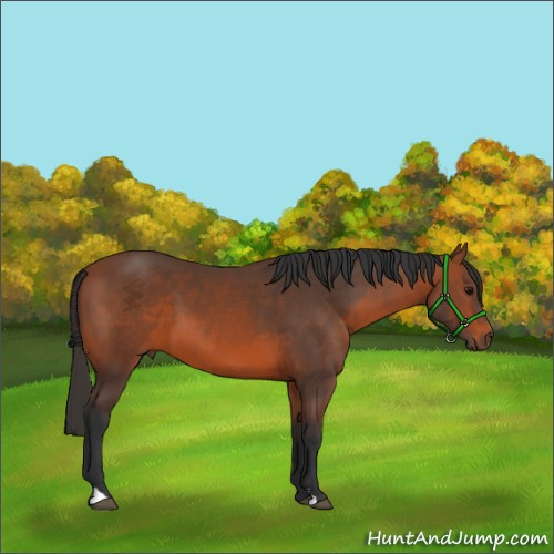 Horse Color:Bay 