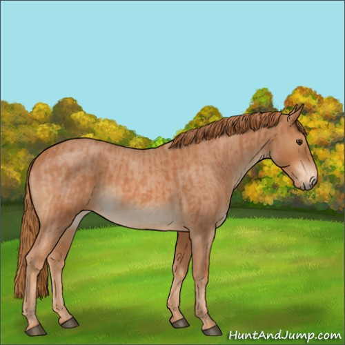 Horse Color:Red Roan  and Red Roan 