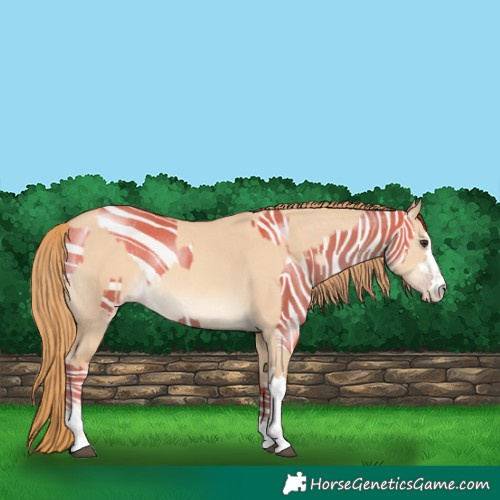 Horse Color:Red Dun  and Gold Champagne Dun 