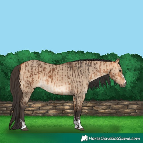 Horse Color:Bay  and Bay Dun 