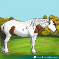 Horse Color:Gray Bay Splash Tobiano