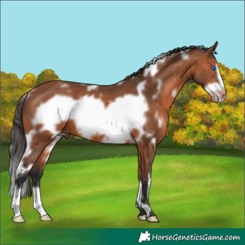 Horse Color:White Spotted Bay Frame 