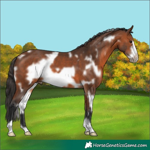 Horse Color:White Spotted Bay Frame 