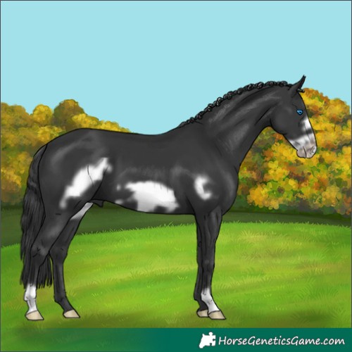 Horse Color:Black Frame 