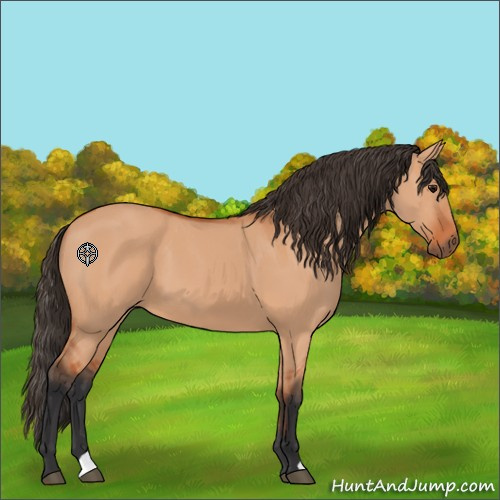 Horse Color:Bay Dun