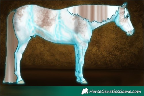 Horse Color:Thunderstruck White Spotted Chestnut Sabino 