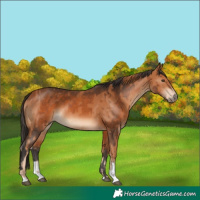 Horse Color:Chestnut  and Bay 