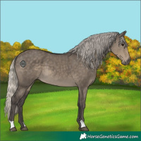 Horse Color:Silver Smoky Grullo 