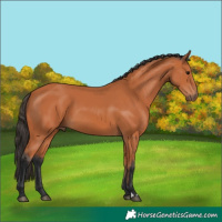 Horse Color:Bay 