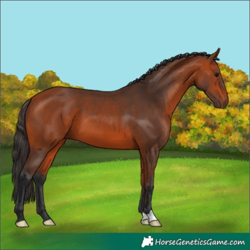 Horse Color:Bay 