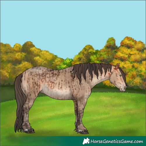 Horse Color:Bay Mushroom Tobiano  and Amber Champagne 