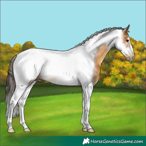 Horse Color:Buckskin Tobiano Frame