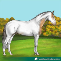 Horse Color:Buckskin Tobiano Frame 