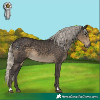 Horse Color:Silver Smoky Black 