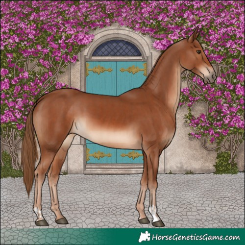 Horse Color:Chestnut  and Chestnut 