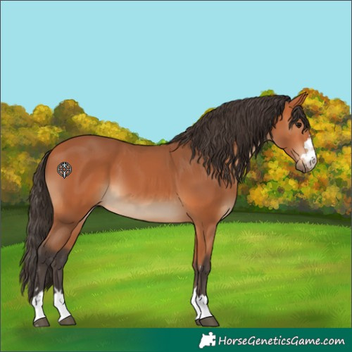 Horse Color:Bay 