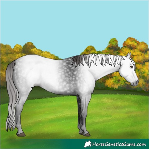 Horse Color:Gray White Spotted Liver Chestnut 