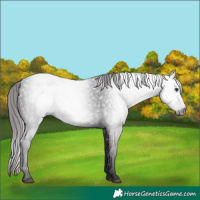Horse Color:Gray White Spotted Liver Chestnut