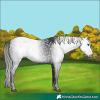 Horse Color:Gray White Spotted Liver Chestnut 