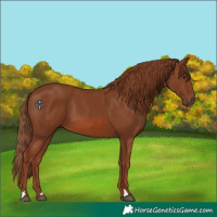 Horse Color:Chestnut 