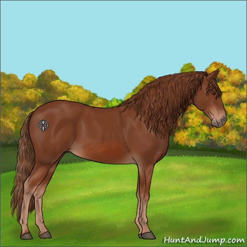 Horse Color:Chestnut 