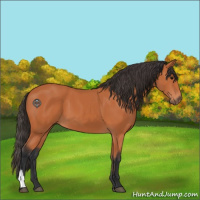 Horse Color:Bay 