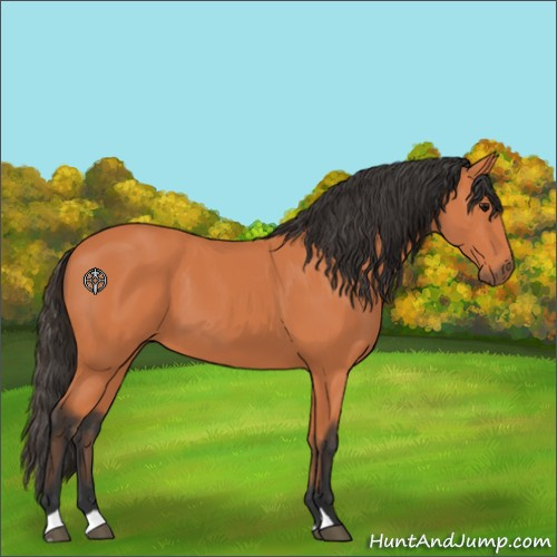 Horse Color:Bay 